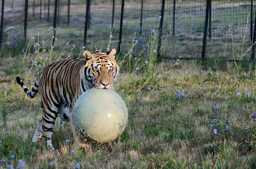 huge dog ball